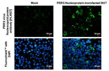 Anti-PRRS virus Nucleocapsid protein antibody [HL4927] used in Immunocytochemistry/ Immunofluorescence (ICC/IF). GTX645000